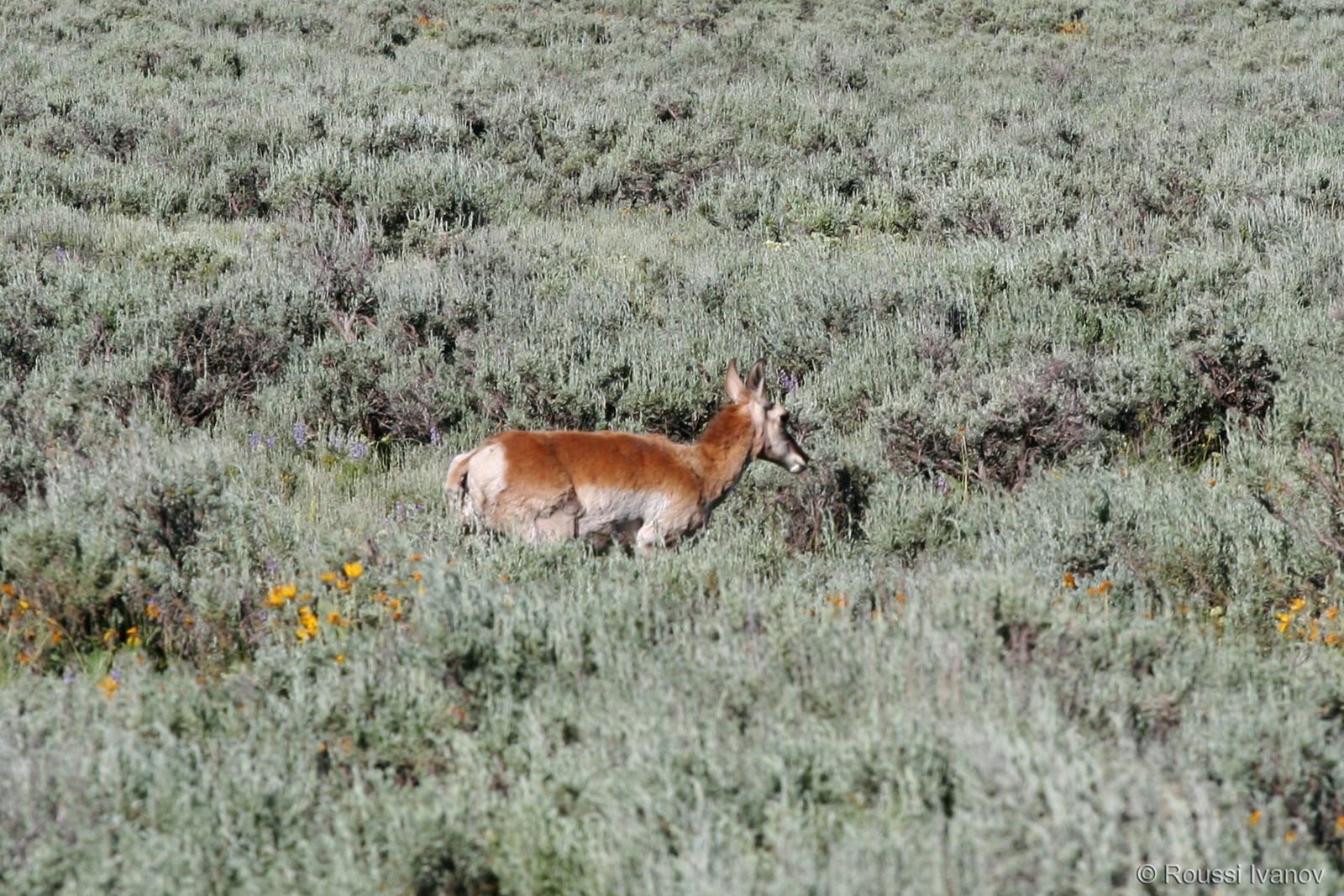 Antelope