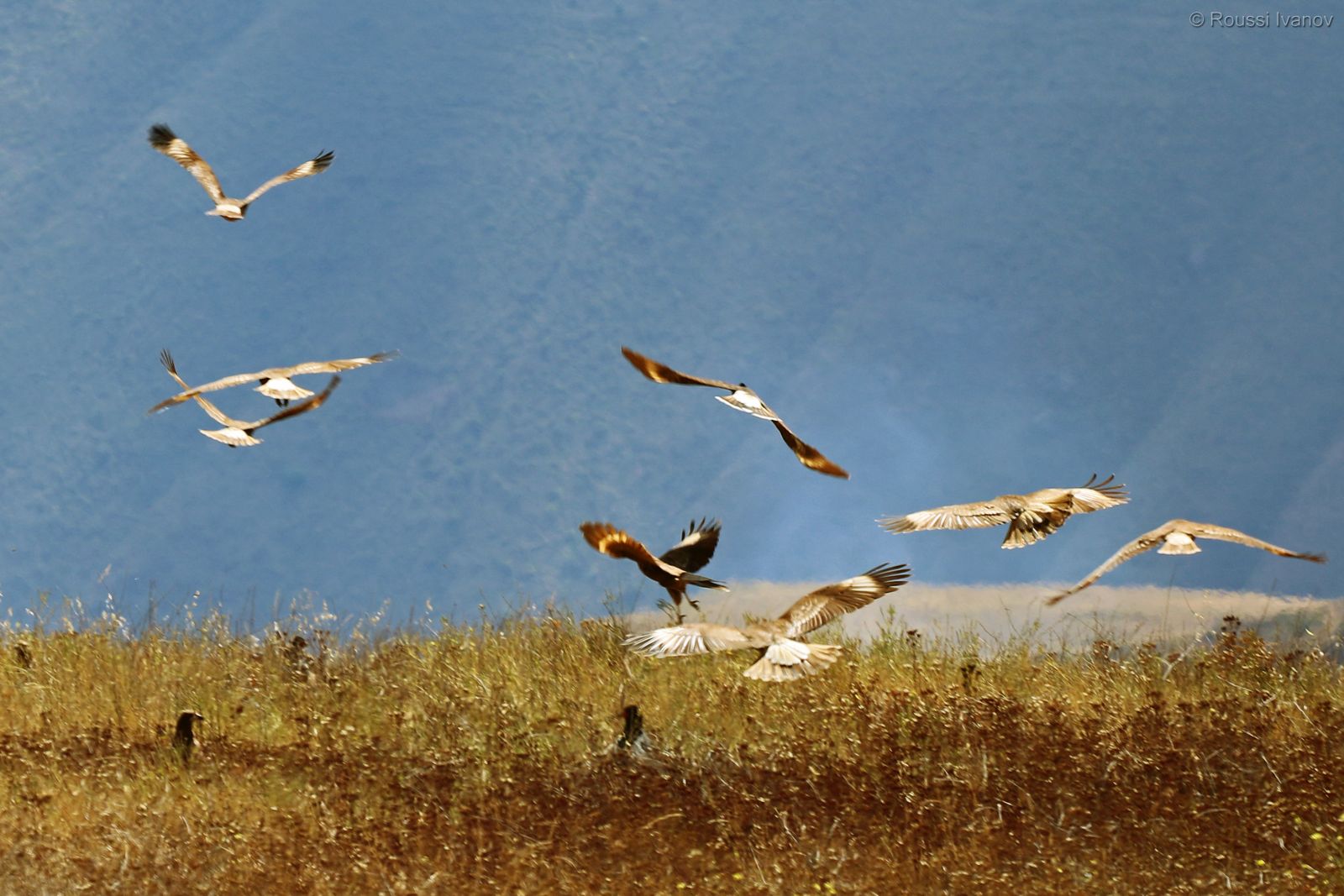 Caracara birds